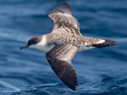 link to shearwaters